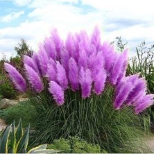 MSP Dünyam 50 Adet Daisy Garden Purple Pampas Tohumu