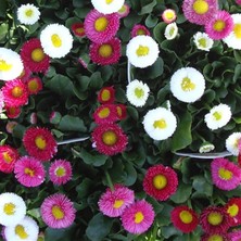 MSP Katmerli Bellis Perennis Ponpon Ingiliz Çayır Papatyası Çiçeği Tohumu (100 Tohum)