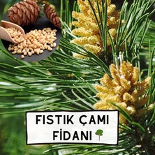 MSP Fıstık Çamı Ağacı Fidanı