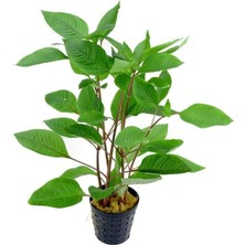 MSP Corymbosa - Limon Saksı Canlı Bitki TR-413155