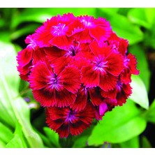 MSP Hüsnüyusuf (Dianthus Barbatus L.) Çiçek Tohumu, 100 Adet