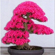 MSP Dünyam Japon Sakura Bonsai Ağacı Tohumu 10 Adet