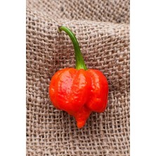 MSP Dünyam Dünyanın En Acısı Trinidad Scorpion Biber Tohumu / 20 Adet Tohum