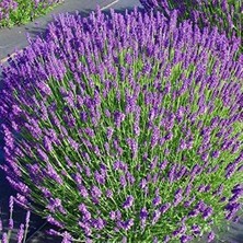 MSP Strain Bodur Ingiliz Lavanta Çiçeği Tohumu (95 Tohum)
