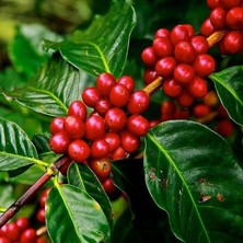 MSP Sayıda Arabica Kahve Fidanı (Tüplü, Büyük Boy)