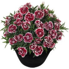 MSP Look Karışık Çin Karanfili Çiçeği Tohumu 5 Adet Tohum Çiçek Tohumu TH-THMCMTHM54