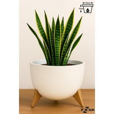 MSP 5 Litre 25CM Küre Saksı Ayaklı Delikli Süzgeçli Plastik Çiçek Saksısı Fildişi