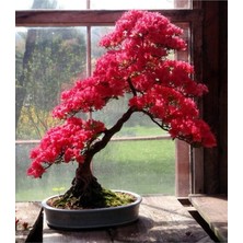 MSP Look Pembe Yapraklı Bonsai Ağacı Tohumu-10 Adet TH-2022DSHNGLKTHM091