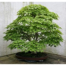 MSP Dünyam Bodur Japon Redwood Bonzai Ağacı Tohumu 5 Adet Bonsai Ağacı Tohumu