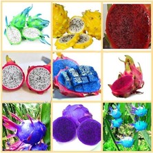 MSP Dünyam 9 Adet 9 Renk Tropikal Dragon Fruit (Pitaya) Meyvesi Tohumu