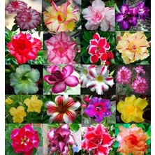 MSP Gülü (Desert Rose/adenium Obesum) 10 Adet Renkli Karışık Tohum - Egzotik Sukulent Bitki, Açık Alan ve Saksıda Kolay Yetişen, Yaz Dönemi Çiçek Açan