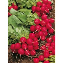 MSP Garden Doğal Ufak Antep Turpu 100 Ad. Tohum