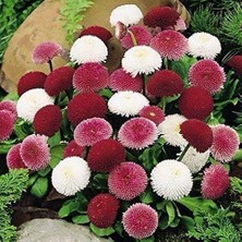 MSP Katmerli Bellis Perennis Ponpon Ingiliz Çayır Papatyası Çiçeği TOHUMU(100 Tohum)