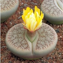 MSP Look Lithops Pseudotruncatella Sukulent Tohumu TH-9154684654823