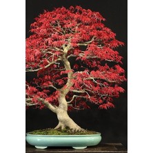 MSP Look Bonsai Ağaci Tohumu 5 Adet TH-2022DSHNGLKTHM203