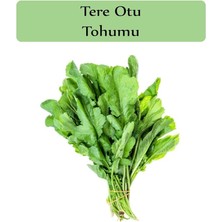 MSP Organik Tere Tohumu 1 Paket (10GR=5000+ Adet) Tere Otu Tohumu Geniş Yapraklı Tere