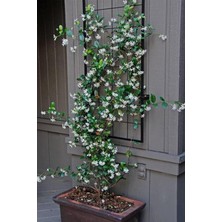 MSP Fidesi, Ultra Kokulu, 10CM