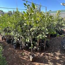 MSP Tüplü Yediveren Limon Fidanı (4 Yaş 140 cm Üzeri)