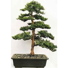 MSP Look Hinoki Çam Bonsai Ağacı Tohumu-10 Adet TH-2022DSHNGLKTHM084