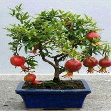 MSP Dünyam Nadir Ithal Bodur Nar Bonzai Ağacı Tohumu 5 Tohum Bonsai Tohumu