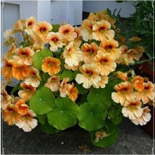 MSP Dünyam 5 Adet Tropaeolum Peach Melba Nasturtium Tohumu