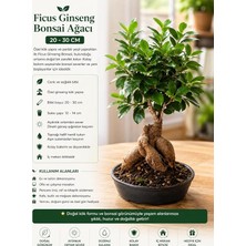 MSP Ginseng Bonsai Ağacı Saksı, 20-30 cm
