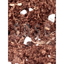 MSP Mix Ithal Torf Cocopeat Perlit Özel Karışım Saksı Harcı Çiçek ve Bitki Toprağı 5 Lt
