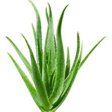 MSP Aloe Vera Bitkisi (40 Cm) - Eviniz Için Doğal Şifa Kaynağı - Hava Temizleyici, Saksılı Yetişkin Bitki + Bakım Rehberi