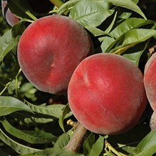 MSP Aşılı Yarıbodur Verimli Spring Bella Şeftali Fidanı