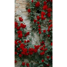 MSP Kırmızı Yediveren Sarmaşık Kokulu 3 Adet Gül Fidanı Saksılı 80-160CM (Climbing Rose)