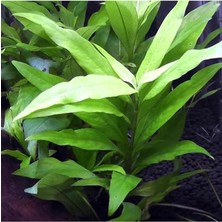 MSP Corymbosa Angustifolia Saksı Canlı Bitki TR-948143