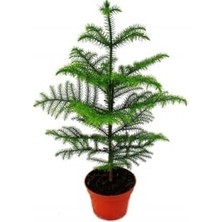 Mey İthalat Salon Çamı Arokarya Araucaria 60-80 cm (Ev Bitkisi Ofis Bitkisi Salon Bitkisi)