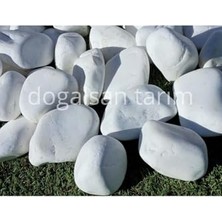 Trendexa Beyaz Dolomit Taş 3 kg 4-6 cm Dere Taşı Çakıl Taşı Saksı Taşı Akvaryum Teraryum Taşı Bahçe Taşı