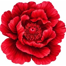 I Love Home Glass Mise En Place Flower 2'li Kokteyl Servis Kırmızı