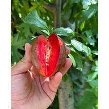 Fidanlıdan Tüplü 4 Yaşında Meyve Vermeye Hazır Red Heart Erik Fidanı Boy 2 Metre