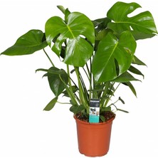 Plantistanbul Monstera deliciosa Deve Tabanı 30-40 cm Saksıda Tropikal Bitki Özellikleri ile