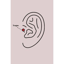 Çetiner Group Mey Ithalat® 316L Çelik Gümüş Renk Zirkon Taşlı Dal Tragus Piercing