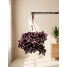 Yerli Mor Telgraf Çiçeği (30CM Saksı Boyu)