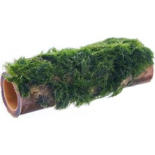 aklow akyoleticaret Marimo Moss Bambu Canlı Bitki