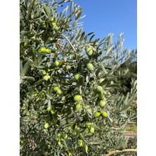 Fidanlıdan Tüplü 4 Yaşında Kalın Gövdeli Meyve Vermeye Hazır Ağaç Formunda Gemlik Zeytin Fidanı