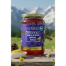 Nurbal Organik Oğul Balı 1000 gr
