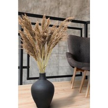 Tr Ayrex Alyones 10 Adet Natural Kabarık Pampas