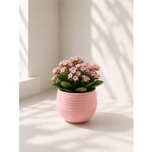 Store Mini Yuvarlak Dekoratif Saksı, Pembe