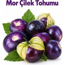 ByKurt Sunagri Mor Çilek Tohumu Saksı Bahçe Yetiştiriciliğine Uygun 40 Adet