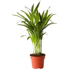 Modasteps Areca Mini Palmiye - 12CM Plastik Saksıda