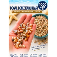 HKNOVA 1000 Adet Karışık Natural Minik Akvaryum ve Epoksi Için Deniz Kabuğu Nassa Shell