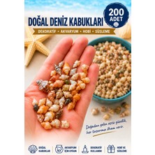 HKNOVA 200 Adet Karışık Natural Minik Akvaryum ve Epoksi Için Deniz Kabuğu Nassa Shell