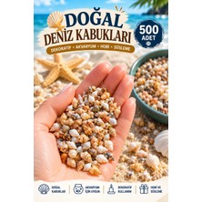 HKNOVA 500 Adet Karışık Natural Minik Akvaryum ve Epoksi Için Deniz Kabuğu Nassa Shell
