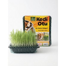 Merfi Store Meraklı Bahçeci Kedi Çimi - Kedi Sindirim Sistemini Rahatlatıcı Sağlıklı Kedi Otu