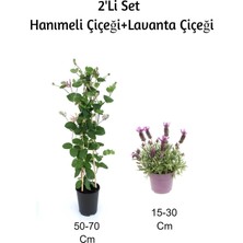 Nura Botanik Hanımeli Çiçeği + Lavanta Çiçeği 2'li Set Dış Mekan Bitkisi